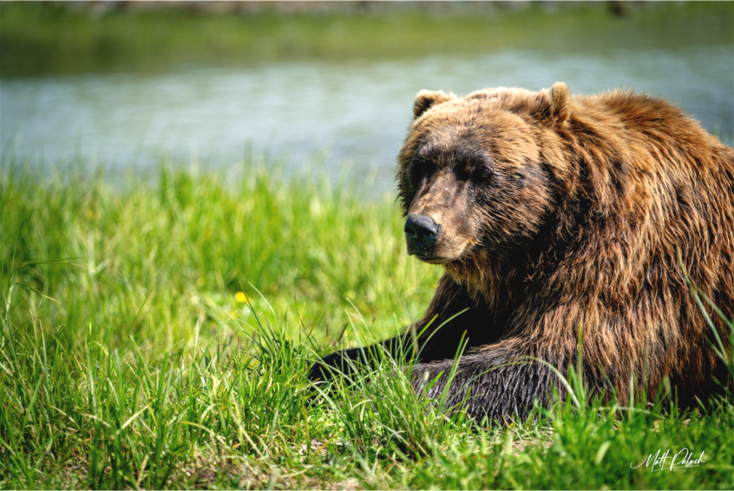 Main image Brown Bear
