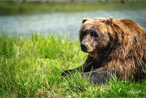 Main image Brown Bear