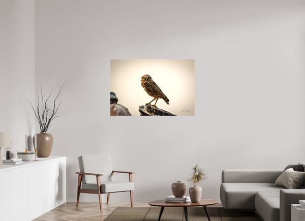 45 x 30″, Canvas Burrowing Owl