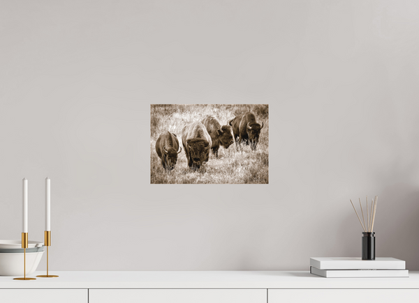 12 x 8″, Canvas Bison Harem