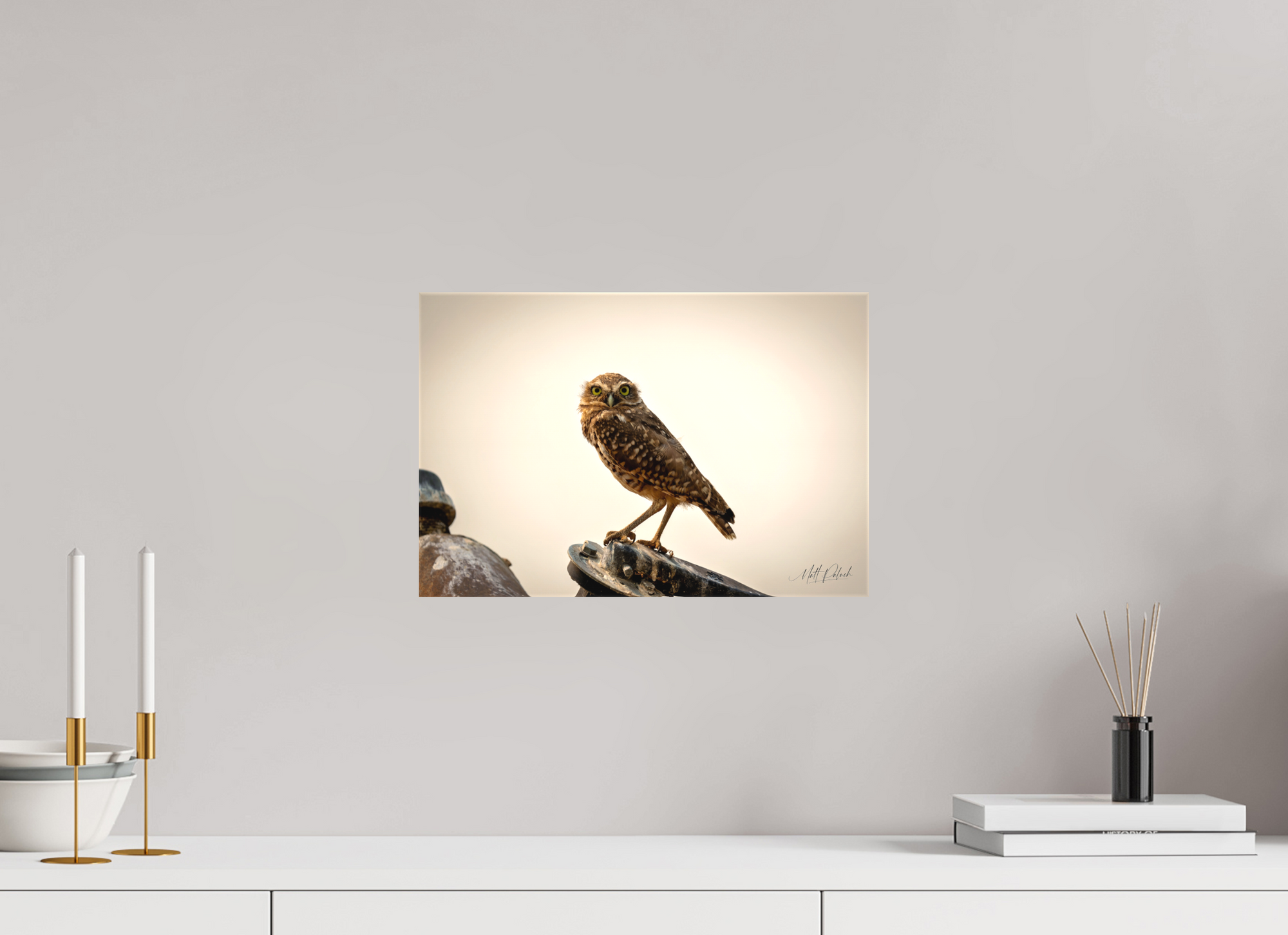 15 x 10″, Canvas Burrowing Owl