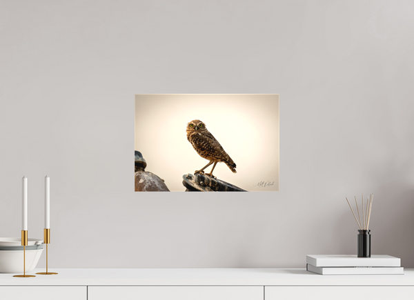 15 x 10″, Canvas Burrowing Owl