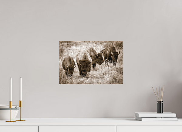 15 x 10″, Canvas Bison Harem