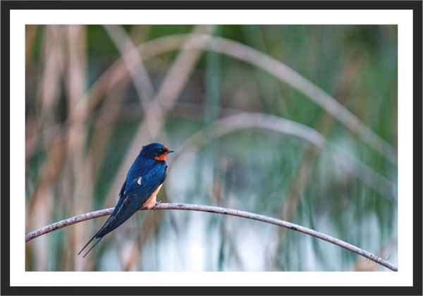 Barn Swallow