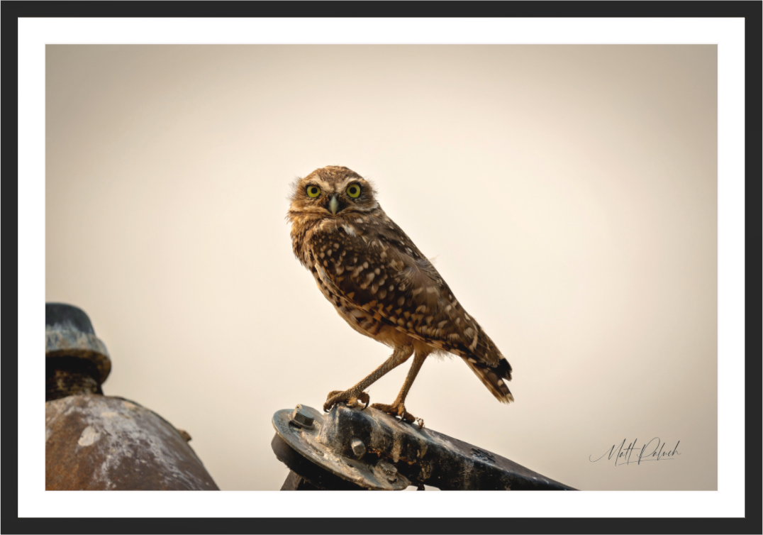 Main image Burrowing Owl