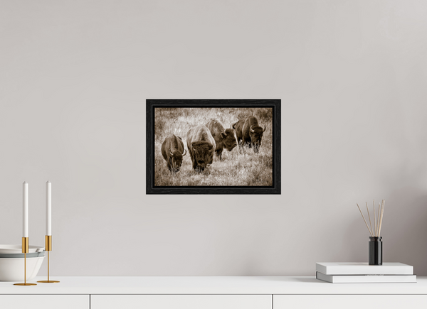 12 x 8″, Floater Frame Bison Harem