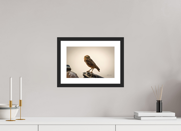 12 x 8″, Black White Burrowing Owl