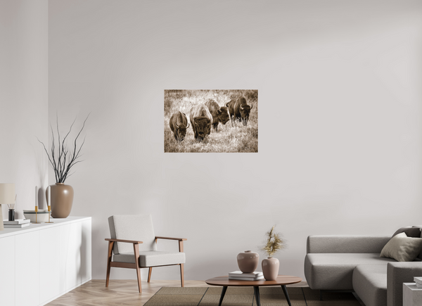 36 x 24″, Canvas Bison Harem