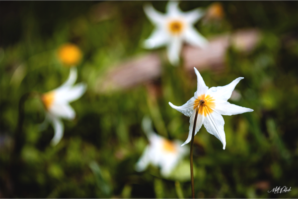 White Wildflowers