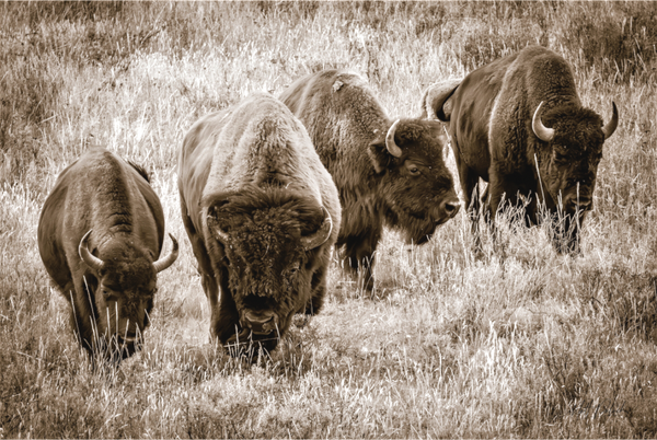 Main image Bison Harem