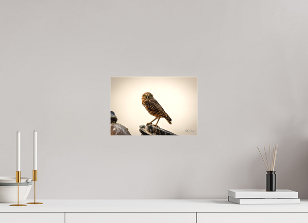 12 x 8″, Canvas Burrowing Owl