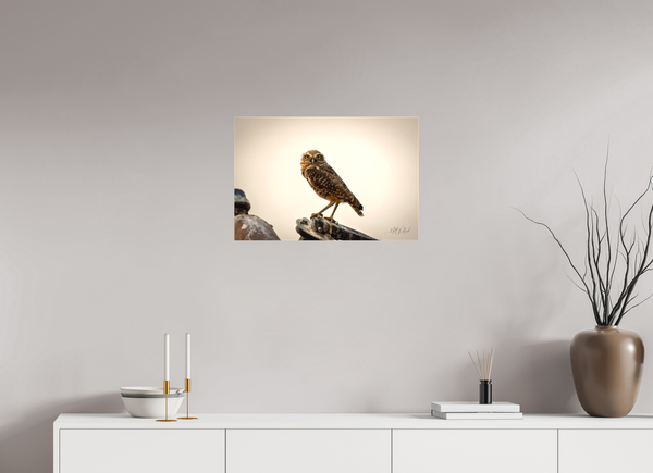 24 x 16″, Canvas Burrowing Owl