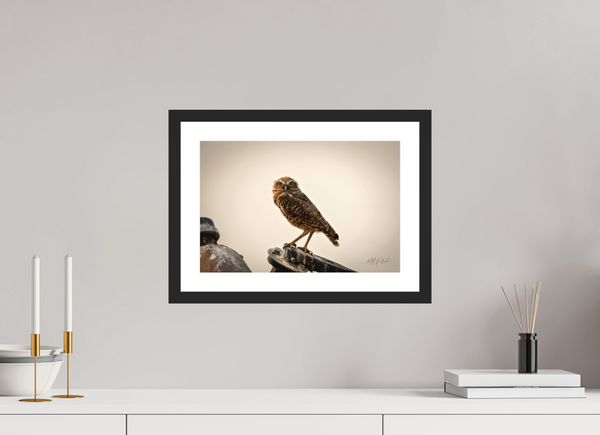 15 x 10″, Black White Burrowing Owl